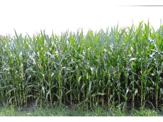 40 Acre Grain Farm with 39.78 acres tillable (per FSA).  

This tract is part of other farms for Horton Farms, Inc. - 40+/- Acre Grain Farm